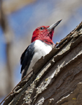Red headed Woodpecker 1686